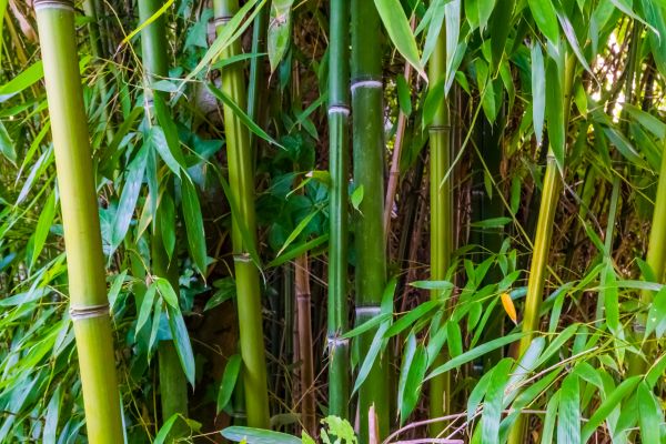 Cost of Bamboo Trimming in Rocklin