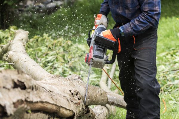 Cost of Branch Removal Service in Rocklin