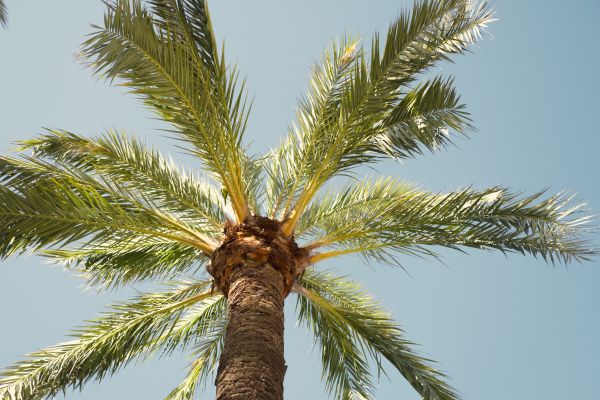 Palm Tree Pruning in Rocklin