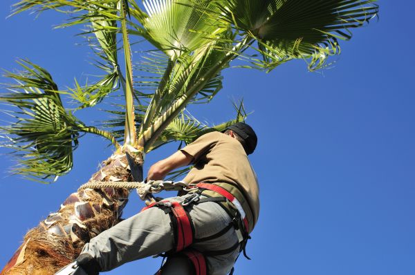 Palm Tree Trimming in Rocklin