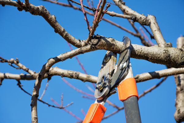 Residential Tree Service in Rocklin