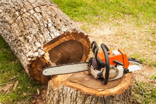 Tree Cutting Service in Rocklin