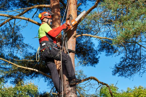 Tree Service in Rocklin