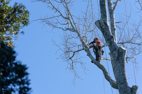 Cost of Tree Topping Service in Rocklin
