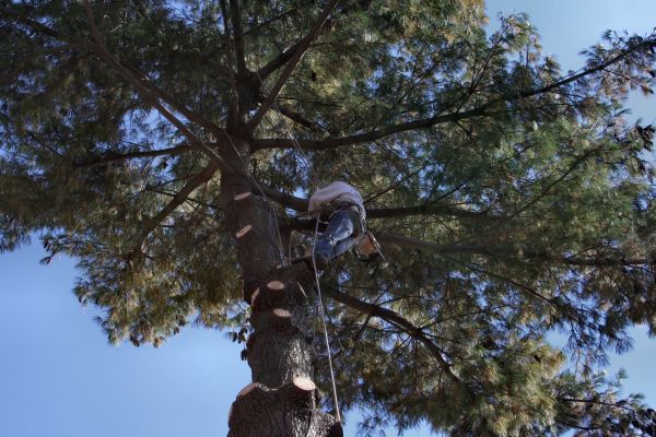Cost of Trimming Service in Rocklin