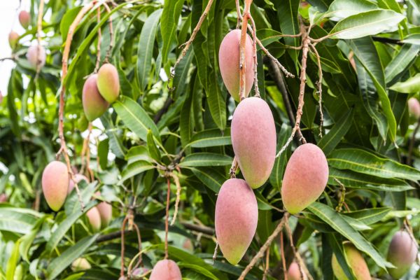 Cost of Mango Tree Trimming in Rocklin