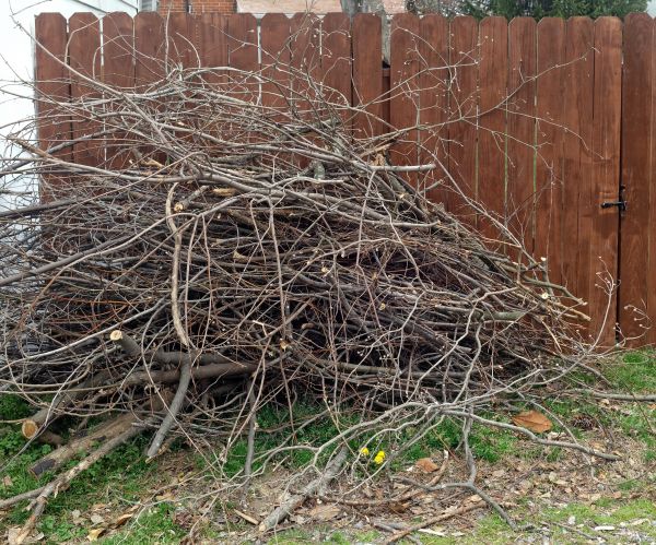 Cost of Dead Branch Removal in Rocklin