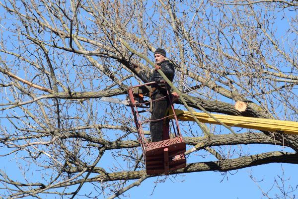 Cost of Emergency Tree Trimming in Rocklin