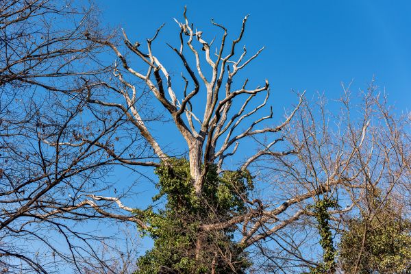 Cost of Deadwood Removal in Rocklin