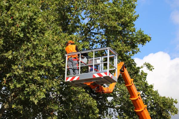 Commercial Tree Service in Rocklin