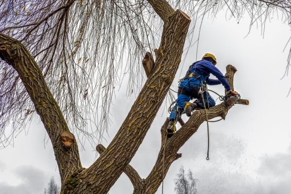 Cost of Tree Maintenance Service in Rocklin