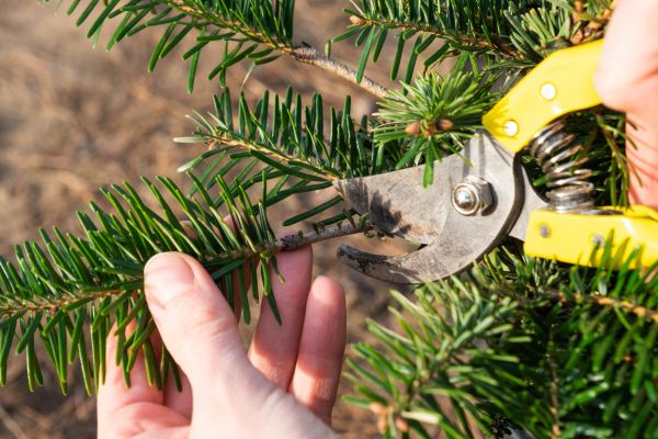 Pine Tree Pruning in Rocklin
