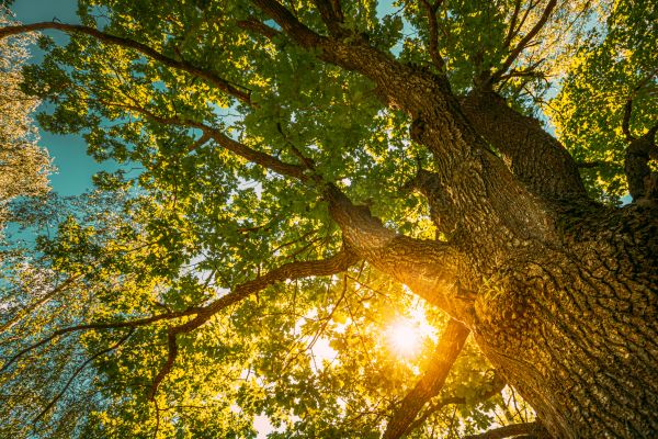 Oak Tree Pruning in Rocklin