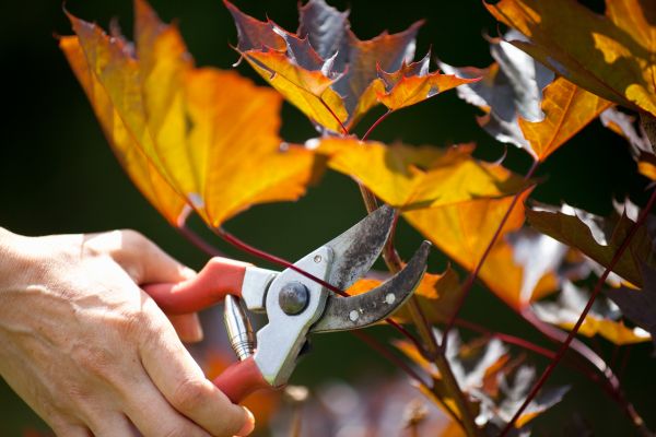 Maple Tree Pruning in Rocklin