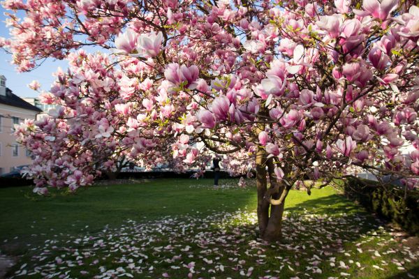 Cost of Magnolia Tree Pruning in Rocklin