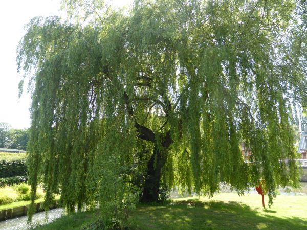 Cost of Willow Tree Trimming in Rocklin