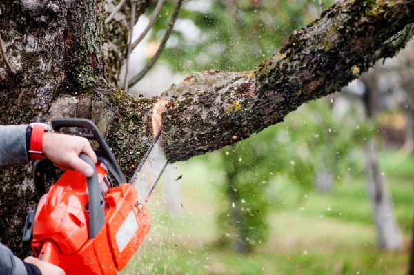 Tree Limbs Removal in Rocklin