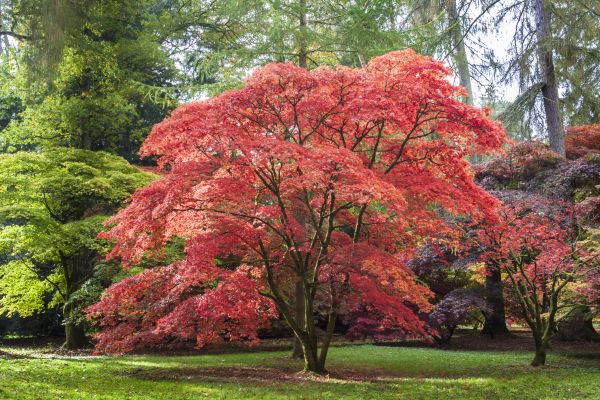 Japanese Maple Pruning in Rocklin