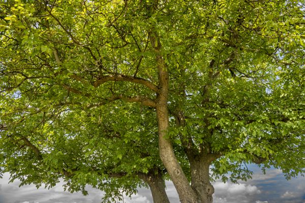 Cost of Walnut Tree Trimming in Rocklin