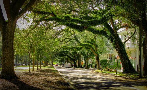 Cost of Tree Canopy Thinning in Rocklin