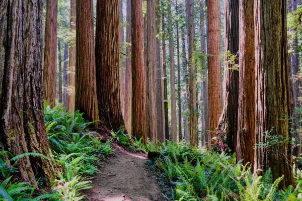 Cost of Redwood Tree Trimming in Rocklin