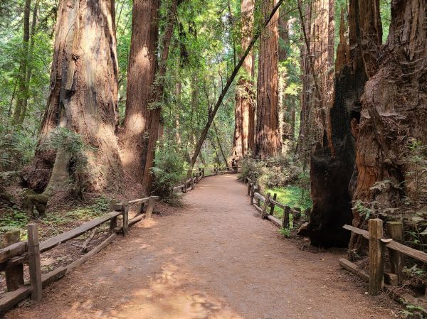 Cost of Redwood Tree Pruning in Rocklin