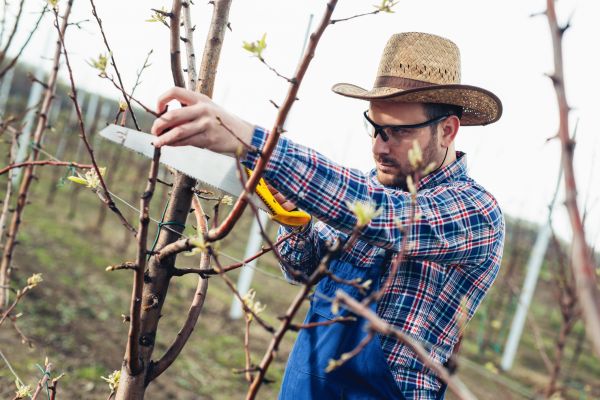 Cost of Orchard Tree Pruning in Rocklin
