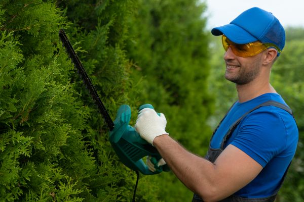 Cost of Tree Shaping Service in Rocklin