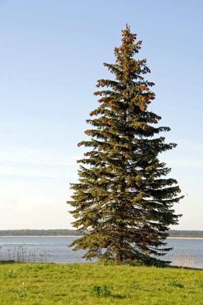 Cost of Spruce Tree Pruning in Rocklin