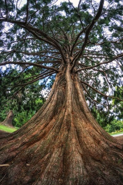 Cost of Cedar Tree Pruning in Rocklin