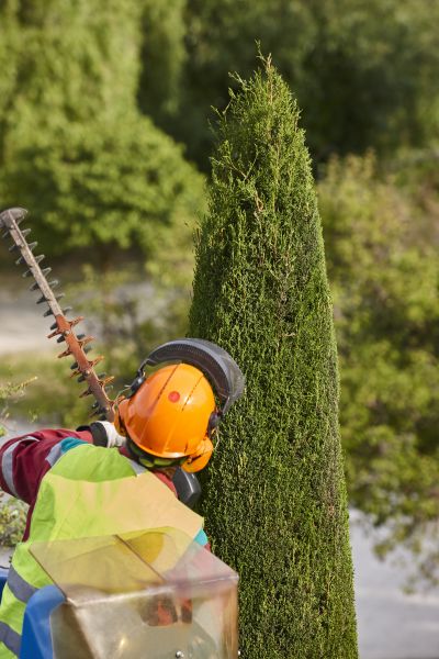 Cost of Cypress Tree Trimming in Rocklin