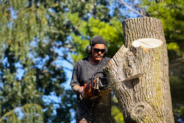 Cost of Ash Tree Pruning in Rocklin