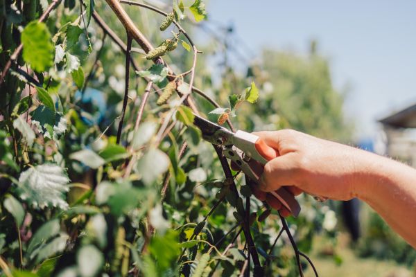 Cost of Birch Tree Pruning in Rocklin