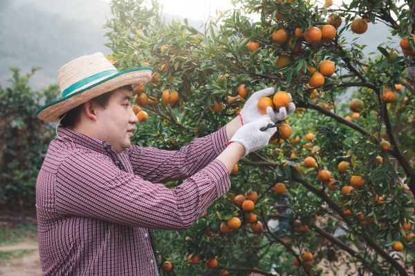 Cost of Orange Tree Pruning in Rocklin