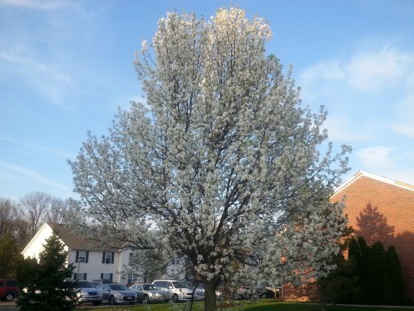 Cost of Bradford Pear Tree Pruning in Rocklin