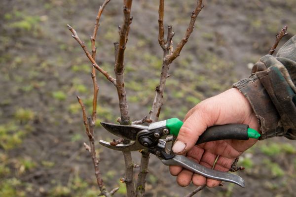 Pear Trees Pruning in Rocklin
