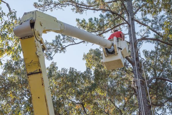 Cost of Limbs Trimming in Rocklin
