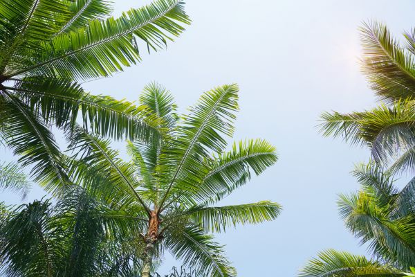 Cost of Queen Palm Tree Trimming in Rocklin