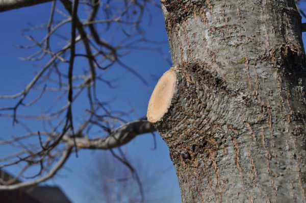 Cost of Limb Pruning in Rocklin