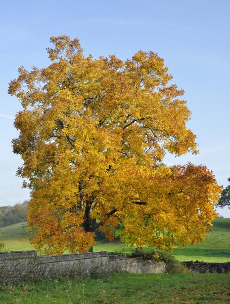 Cost of Hickory Tree Trimming in Rocklin