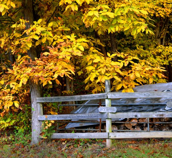 Cost of Hickory Tree Pruning in Rocklin