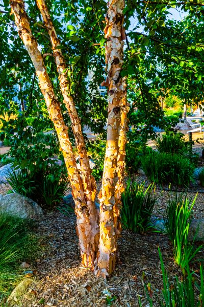 Cost of River Birch Trimming in Rocklin