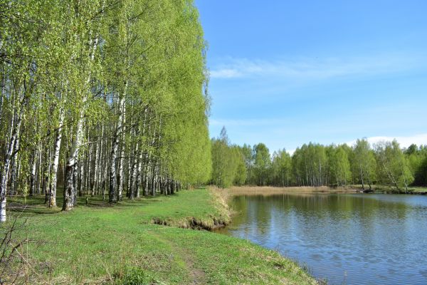 Cost of River Birch Pruning in Rocklin