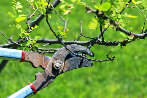 Cost of Branches Pruning in Rocklin