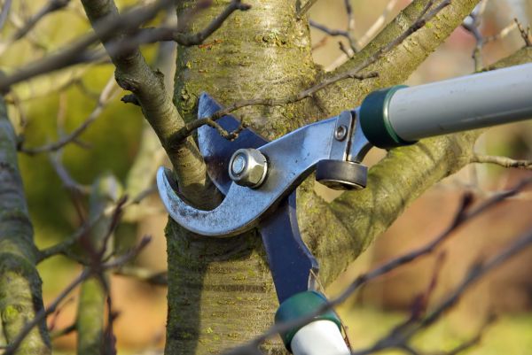 Cost of Tree Limb Trimming Service in Rocklin