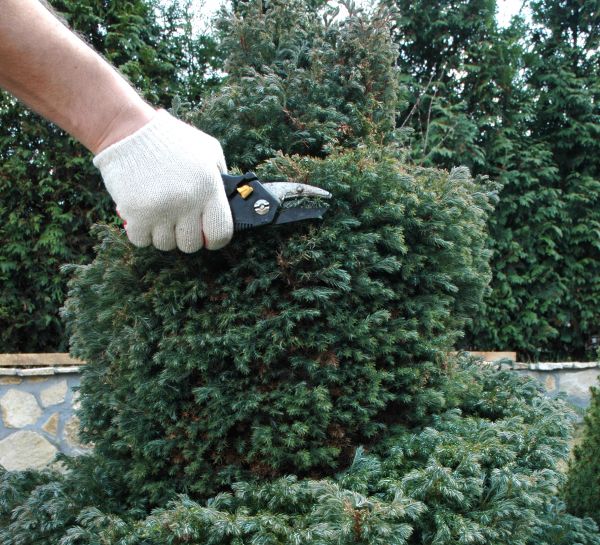 Cost of Ornamental Tree Trimming in Rocklin