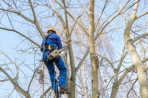 Cost of Large Tree Trimming in Rocklin