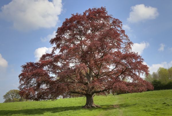 Cost of Beech Tree Pruning in Rocklin