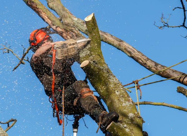 Tree Trimming Service in Rocklin