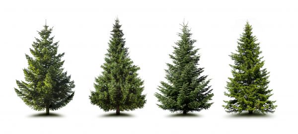 Cost of Pine Tree Trimming in Rocklin